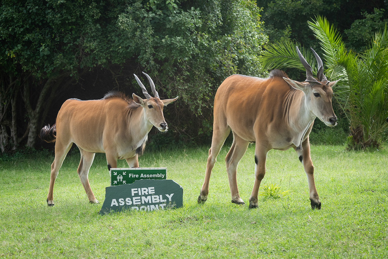 Safari Luxury no Cottar’s 1920s Camp